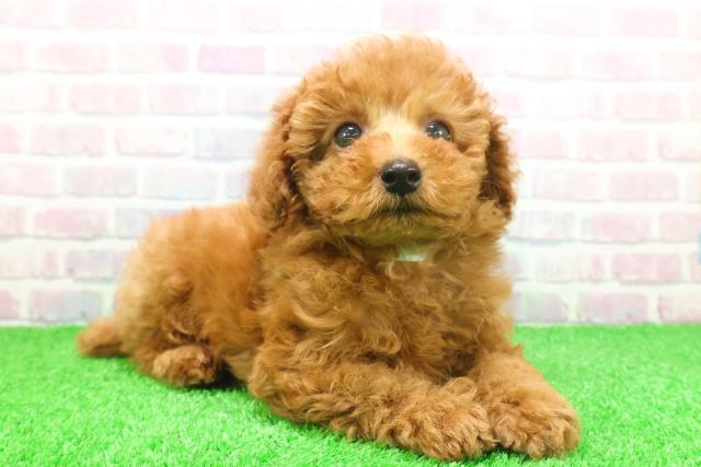 栃木県のトイプードル(トイ) (Coo&RIKU宇都宮店/2025年11月25日生まれ/男の子/レッド)の子犬の3枚目の画像