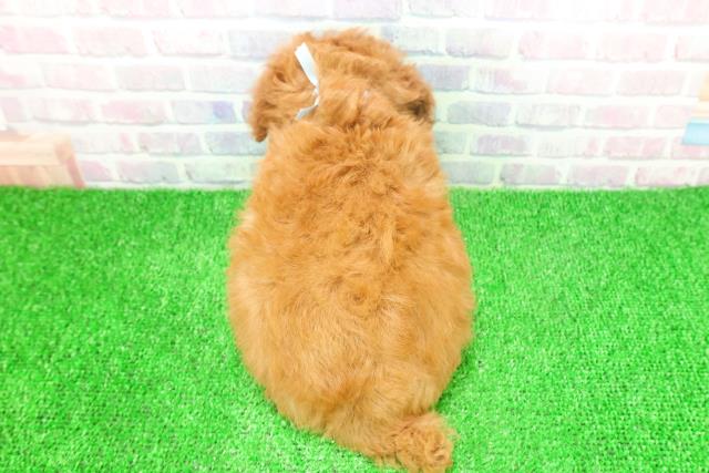 栃木県のトイプードル(トイ) (Coo&RIKU宇都宮店/2025年11月25日生まれ/男の子/レッド)の子犬の4枚目の画像