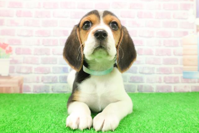 埼玉県のビーグル (Coo&RIKU春日部店/2025年11月25日生まれ/男の子/ブラックタンホワイト)の子犬の1枚目の画像