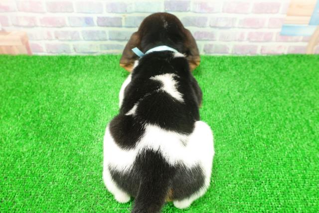 埼玉県のビーグル (Coo&RIKU春日部店/2025年11月25日生まれ/男の子/ブラックタンホワイト)の子犬の4枚目の画像