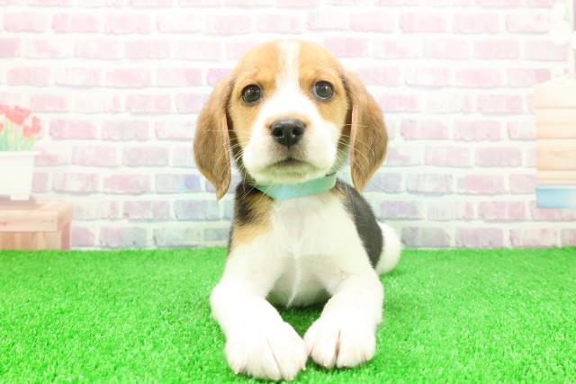 東京都のビーグル (Coo&RIKU足立本店/2025年11月25日生まれ/男の子/ブラックタンホワイト)の子犬の1枚目の画像