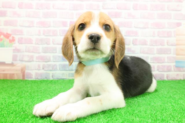 東京都のビーグル (Coo&RIKU足立本店/2025年11月25日生まれ/男の子/ブラックタンホワイト)の子犬の2枚目の画像