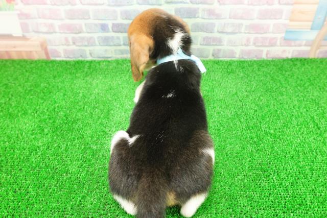 東京都のビーグル (Coo&RIKU足立本店/2025年11月25日生まれ/男の子/ブラックタンホワイト)の子犬の4枚目の画像