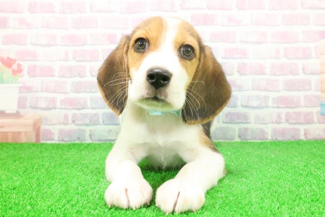 千葉県のビーグル (Coo&RIKUアクロスモール新鎌ケ谷店/2025年11月25日生まれ/男の子/ブラックタンホワイト)の子犬の1枚目の画像