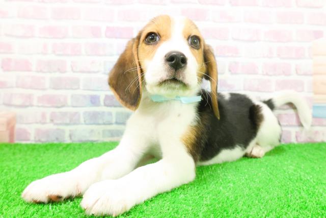 千葉県のビーグル (Coo&RIKUアクロスモール新鎌ケ谷店/2025年11月25日生まれ/男の子/ブラックタンホワイト)の子犬の2枚目の画像