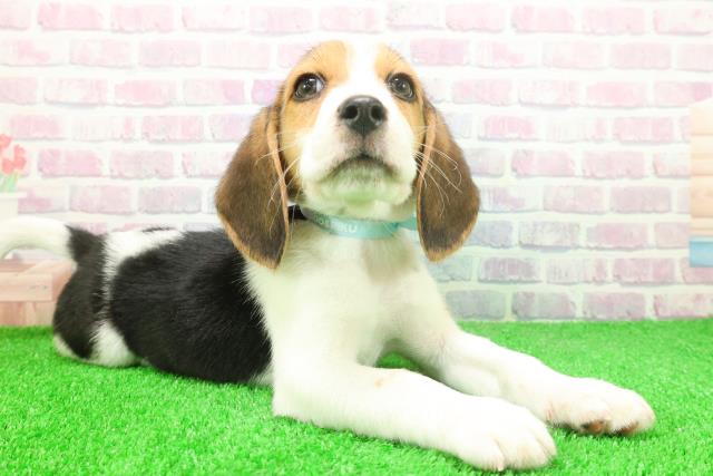 千葉県のビーグル (Coo&RIKUアクロスモール新鎌ケ谷店/2025年11月25日生まれ/男の子/ブラックタンホワイト)の子犬の3枚目の画像