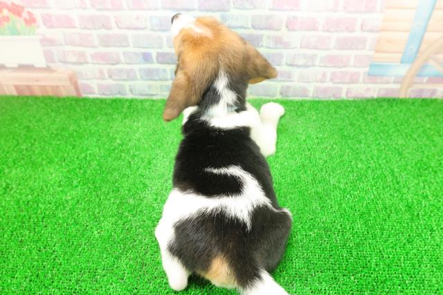 千葉県のビーグル (Coo&RIKUアクロスモール新鎌ケ谷店/2025年11月25日生まれ/男の子/ブラックタンホワイト)の子犬の4枚目の画像