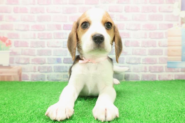 東京都のビーグル (Coo&RIKU江戸川店/2025年11月25日生まれ/女の子/ブラックタンホワイト)の子犬の1枚目の画像