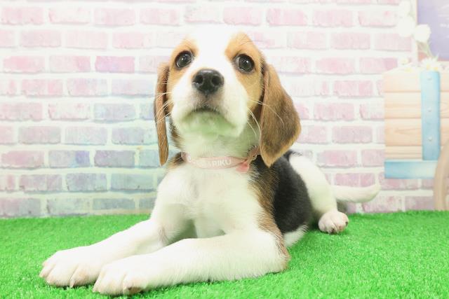 東京都のビーグル (Coo&RIKU江戸川店/2025年11月25日生まれ/女の子/ブラックタンホワイト)の子犬の2枚目の画像