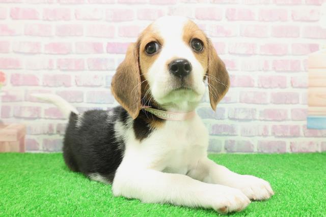 東京都のビーグル (Coo&RIKU江戸川店/2025年11月25日生まれ/女の子/ブラックタンホワイト)の子犬の3枚目の画像