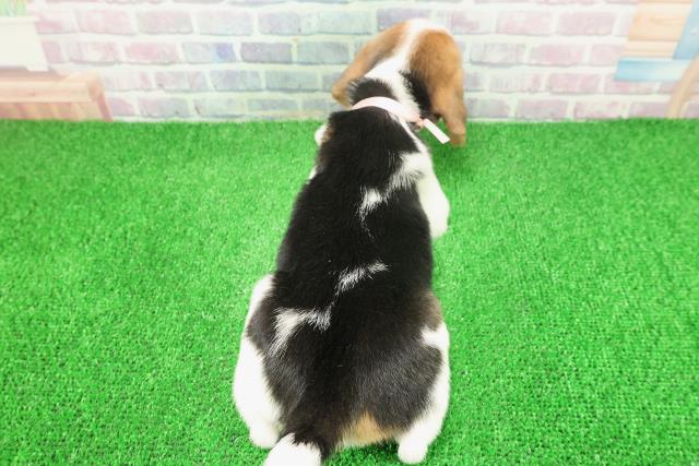 東京都のビーグル (Coo&RIKU江戸川店/2025年11月25日生まれ/女の子/ブラックタンホワイト)の子犬の4枚目の画像