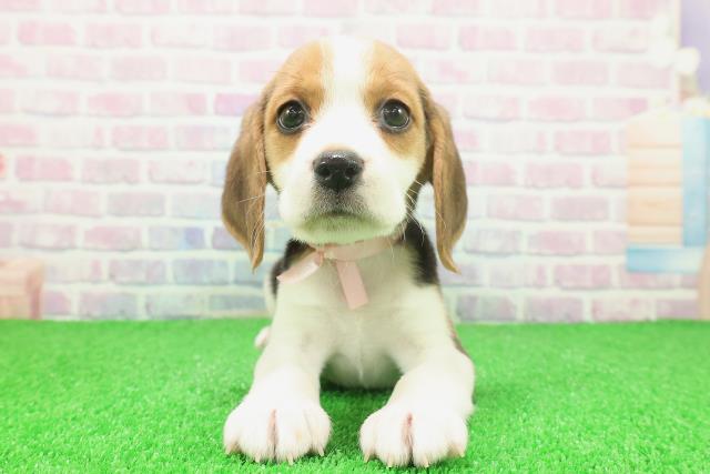 茨城県のビーグル (Coo&RIKU水戸店/2025年11月25日生まれ/女の子/ブラックタンホワイト)の子犬の1枚目の画像