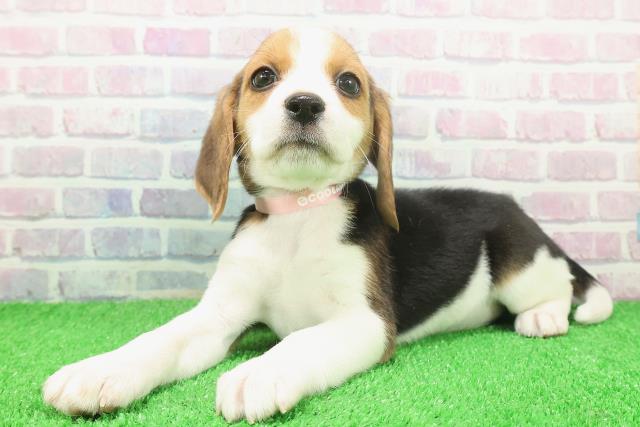 茨城県のビーグル (Coo&RIKU水戸店/2025年11月25日生まれ/女の子/ブラックタンホワイト)の子犬の2枚目の画像