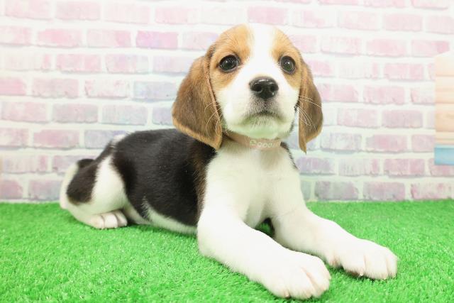 茨城県のビーグル (Coo&RIKU水戸店/2025年11月25日生まれ/女の子/ブラックタンホワイト)の子犬の3枚目の画像