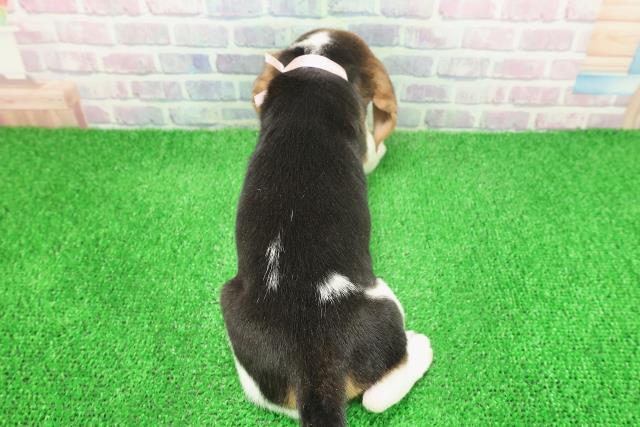 茨城県のビーグル (Coo&RIKU水戸店/2025年11月25日生まれ/女の子/ブラックタンホワイト)の子犬の4枚目の画像