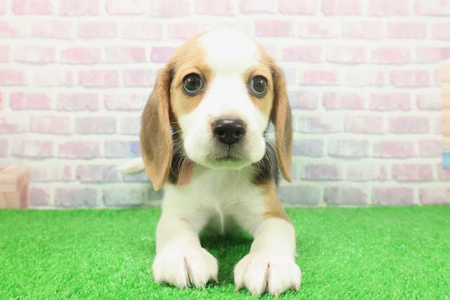 茨城県のビーグル (Coo&RIKU筑西店/2025年11月25日生まれ/女の子/ブラックタンホワイト)の子犬の1枚目の画像