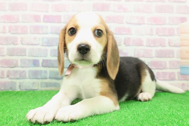 茨城県のビーグル (Coo&RIKU筑西店/2025年11月25日生まれ/女の子/ブラックタンホワイト)の子犬の2枚目の画像