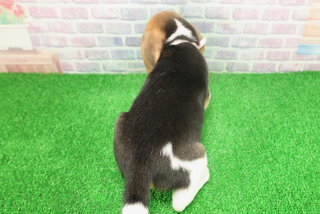 茨城県のビーグル (Coo&RIKU筑西店/2025年11月25日生まれ/女の子/ブラックタンホワイト)の子犬の4枚目の画像