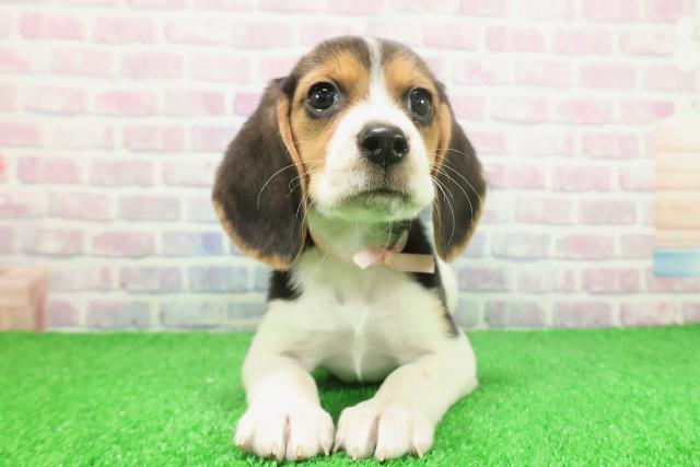 千葉県のビーグル (Coo&RIKUフレスポ稲毛店/2025年11月25日生まれ/女の子/ブラックタンホワイト)の子犬の1枚目の画像