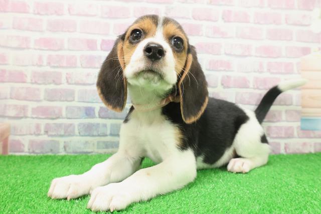 千葉県のビーグル (Coo&RIKUフレスポ稲毛店/2025年11月25日生まれ/女の子/ブラックタンホワイト)の子犬の2枚目の画像