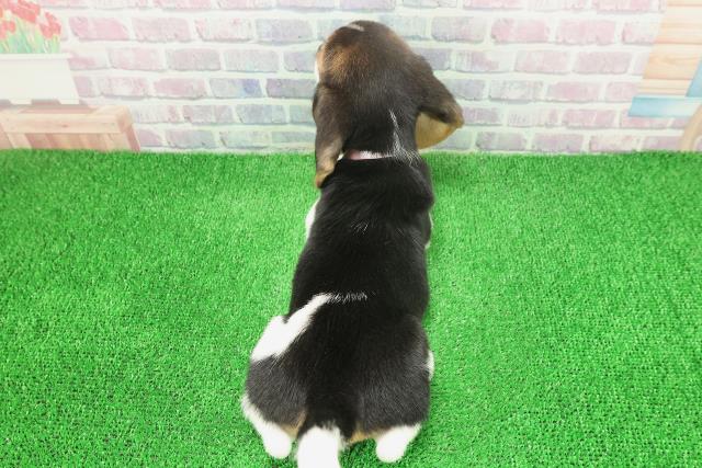 千葉県のビーグル (Coo&RIKUフレスポ稲毛店/2025年11月25日生まれ/女の子/ブラックタンホワイト)の子犬の4枚目の画像