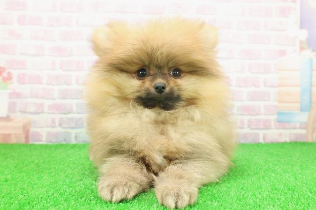 東京都のポメラニアン (Coo&RIKU自由が丘店/2025年11月14日生まれ/男の子/オレンジ)の子犬の1枚目の画像