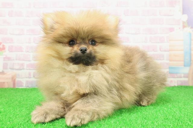 東京都のポメラニアン (Coo&RIKU自由が丘店/2025年11月14日生まれ/男の子/オレンジ)の子犬の2枚目の画像