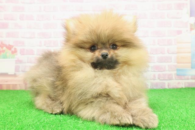 東京都のポメラニアン (Coo&RIKU自由が丘店/2025年11月14日生まれ/男の子/オレンジ)の子犬の3枚目の画像