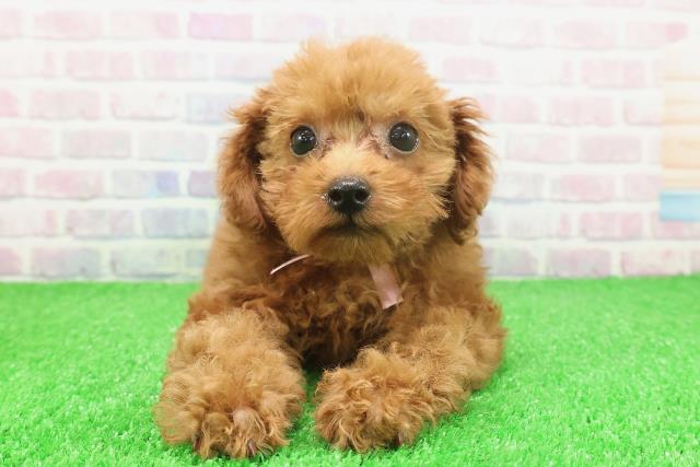 東京都のトイプードル(トイ) (Coo&RIKU立川店/2025年11月16日生まれ/女の子/レッド)の子犬の1枚目の画像