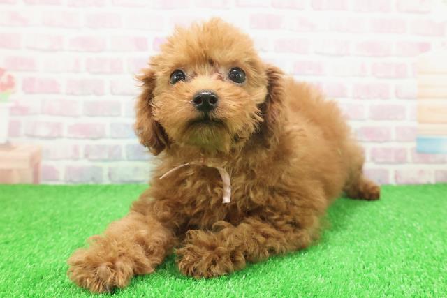 東京都のトイプードル(トイ) (Coo&RIKU立川店/2025年11月16日生まれ/女の子/レッド)の子犬の2枚目の画像