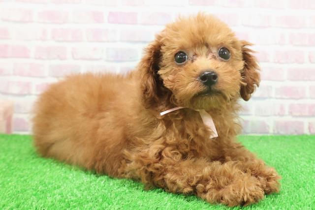 東京都のトイプードル(トイ) (Coo&RIKU立川店/2025年11月16日生まれ/女の子/レッド)の子犬の3枚目の画像