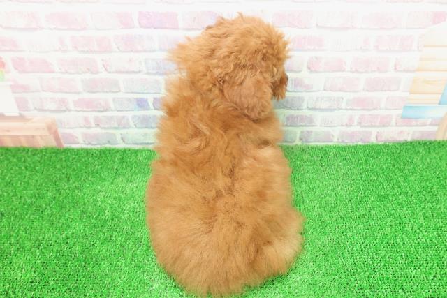 東京都のトイプードル(トイ) (Coo&RIKU立川店/2025年11月16日生まれ/女の子/レッド)の子犬の4枚目の画像