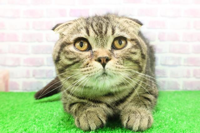 埼玉県のスコティッシュフォールド (Coo&RIKU所沢店/2025年8月18日生まれ/男の子/ブラウンタビー)の子猫の1枚目の画像