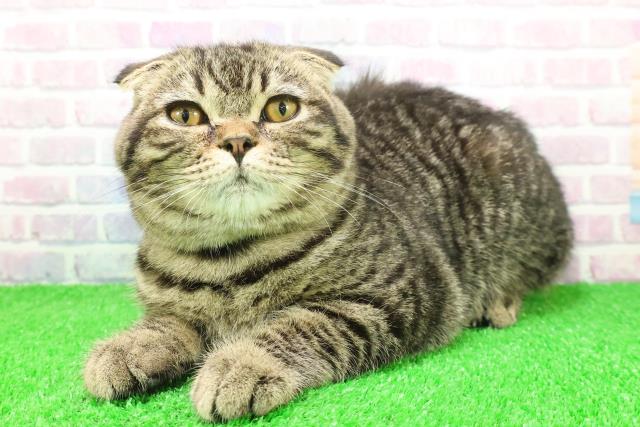 埼玉県のスコティッシュフォールド (Coo&RIKU所沢店/2025年8月18日生まれ/男の子/ブラウンタビー)の子猫の2枚目の画像