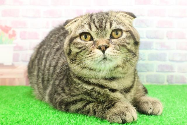 埼玉県のスコティッシュフォールド (Coo&RIKU所沢店/2025年8月18日生まれ/男の子/ブラウンタビー)の子猫の3枚目の画像