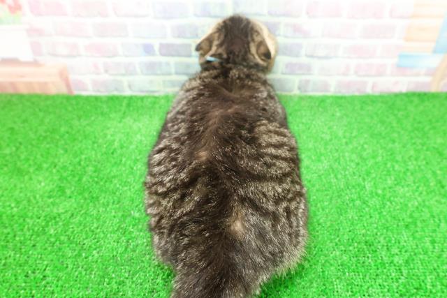 埼玉県のスコティッシュフォールド (Coo&RIKU所沢店/2025年8月18日生まれ/男の子/ブラウンタビー)の子猫の4枚目の画像