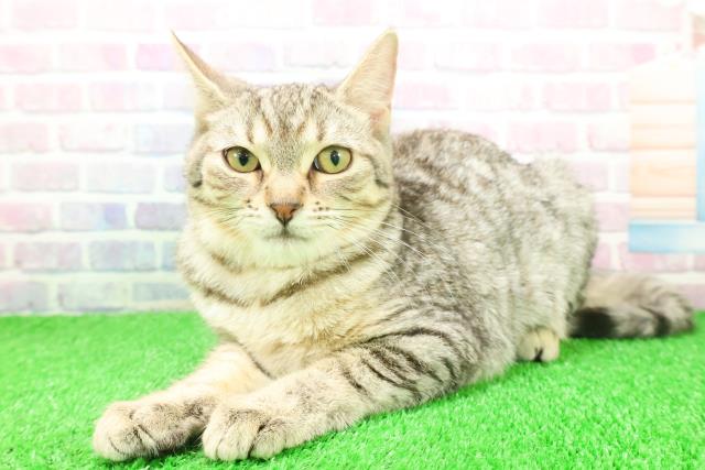 神奈川県のキンカロー (Coo&RIKU秦野店/2025年8月26日生まれ/女の子/ブラウンタビー)の子猫の2枚目の画像