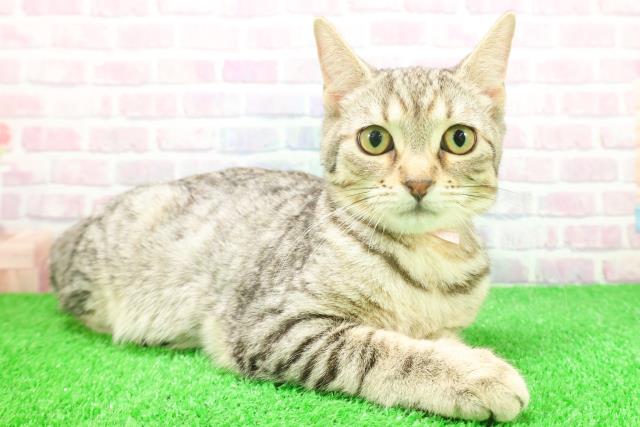 神奈川県のキンカロー (Coo&RIKU秦野店/2025年8月26日生まれ/女の子/ブラウンタビー)の子猫の3枚目の画像