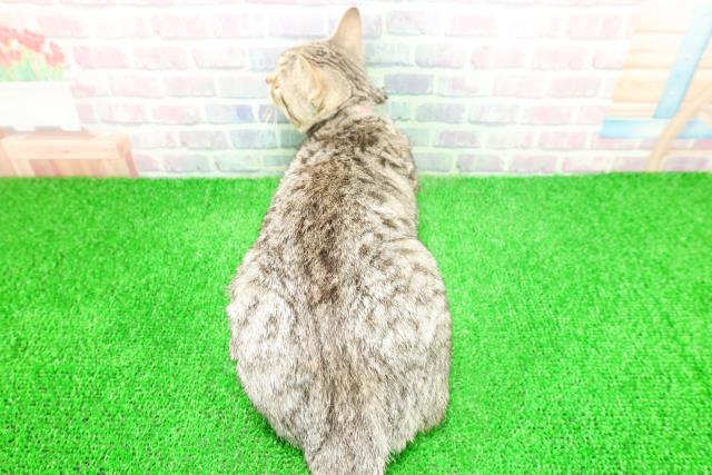 神奈川県のキンカロー (Coo&RIKU秦野店/2025年8月26日生まれ/女の子/ブラウンタビー)の子猫の4枚目の画像