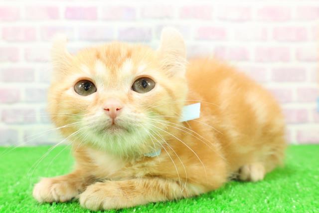 東京都のアメリカンカール (Coo&RIKU板橋店/2025年10月20日生まれ/男の子/レッドタビー)の子猫の2枚目の画像