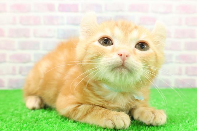 東京都のアメリカンカール (Coo&RIKU板橋店/2025年10月20日生まれ/男の子/レッドタビー)の子猫の3枚目の画像