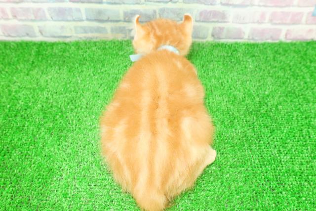 東京都のアメリカンカール (Coo&RIKU板橋店/2025年10月20日生まれ/男の子/レッドタビー)の子猫の4枚目の画像