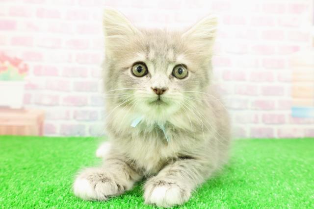 茨城県のサイベリアン (Coo&RIKU石岡店/2025年11月24日生まれ/男の子/ブルータビーホワイト)の子猫の1枚目の画像