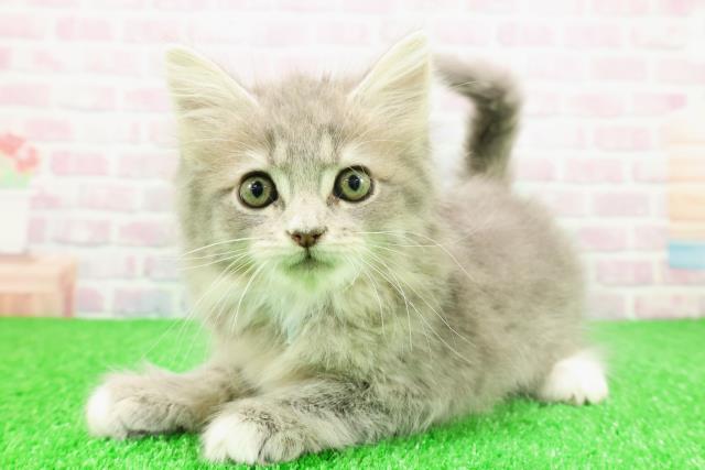 茨城県のサイベリアン (Coo&RIKU石岡店/2025年11月24日生まれ/男の子/ブルータビーホワイト)の子猫の2枚目の画像