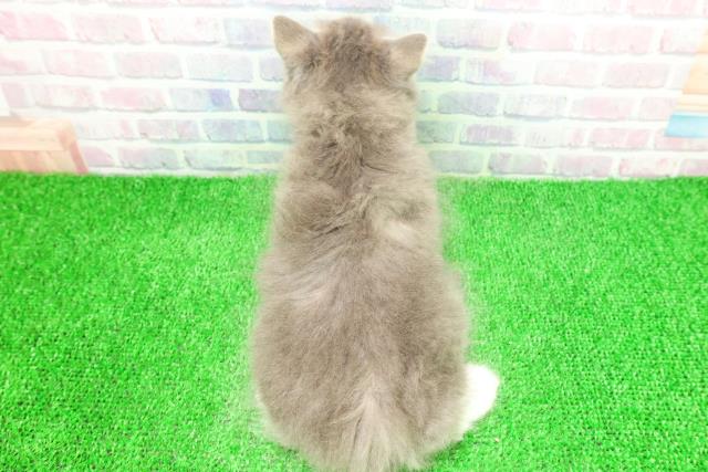 茨城県のサイベリアン (Coo&RIKU石岡店/2025年11月24日生まれ/男の子/ブルータビーホワイト)の子猫の4枚目の画像