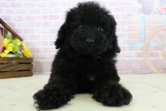 福岡県のトイプードル(トイ) (Coo&RIKU福岡西店/2025年11月26日生まれ/女の子/ブラックホワイト)の子犬の1枚目の画像