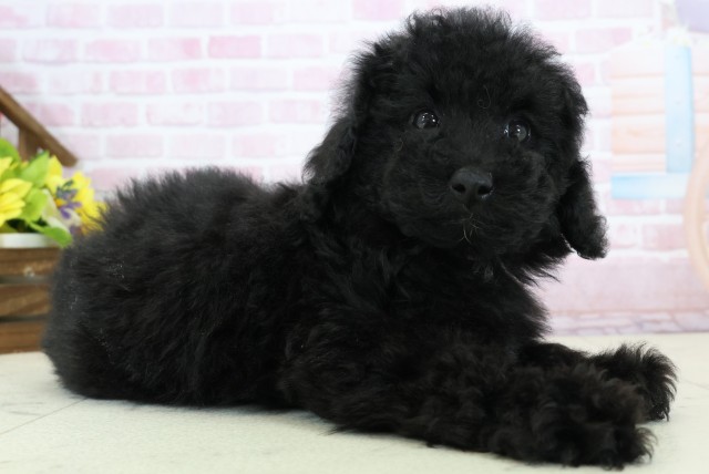 福岡県のトイプードル(トイ) (Coo&RIKU福岡西店/2025年11月26日生まれ/女の子/ブラックホワイト)の子犬の2枚目の画像