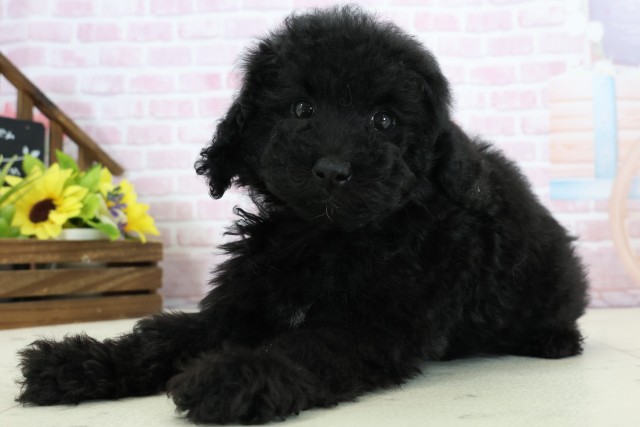 福岡県のトイプードル(トイ) (Coo&RIKU福岡西店/2025年11月26日生まれ/女の子/ブラックホワイト)の子犬の3枚目の画像