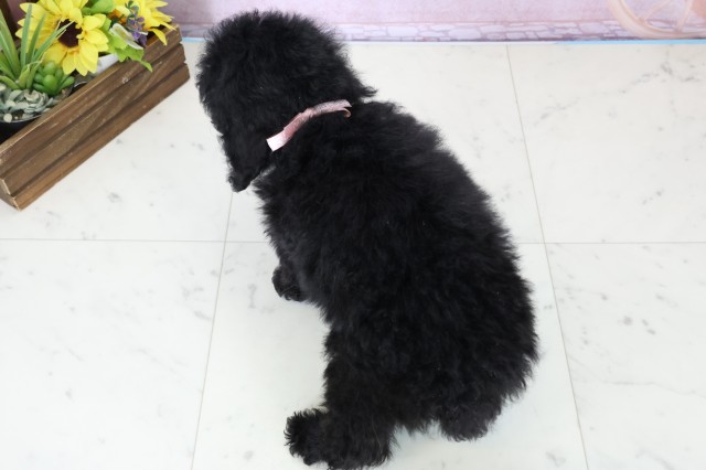 福岡県のトイプードル(トイ) (Coo&RIKU福岡西店/2025年11月26日生まれ/女の子/ブラックホワイト)の子犬の4枚目の画像