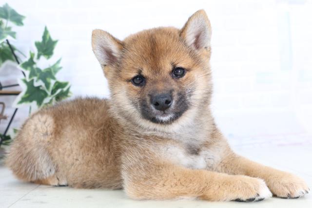 鹿児島県の柴犬(標準サイズ) (Coo&RIKU鹿児島店/2025年11月24日生まれ/男の子/赤)の子犬の2枚目の画像